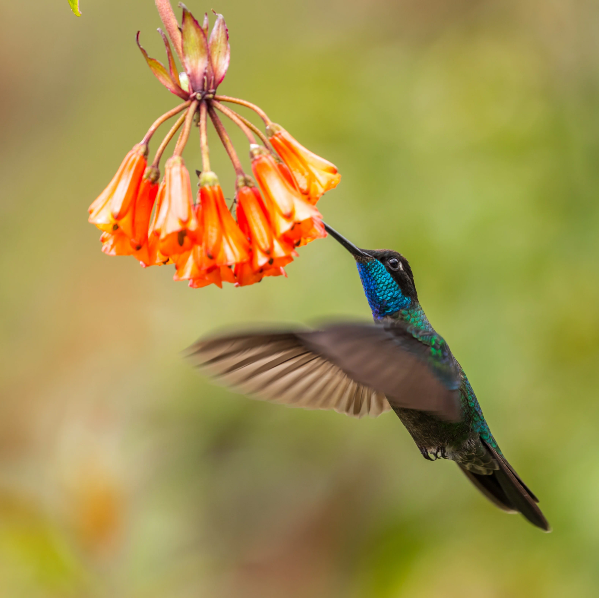Hummingbird feeding on a flower